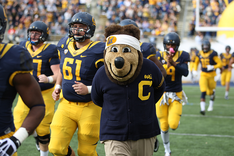 Oski wearing a navy cardigan and Cal headband beside football players. Photo credit: Courtesy of Oski Committee.