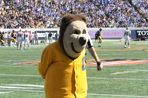 Oski on the football field in the Cal Spirit fundraiser image labeled Memorial Stadium UCLA. Photo credit: Cal Spirit / Roaming Bears photo archive.