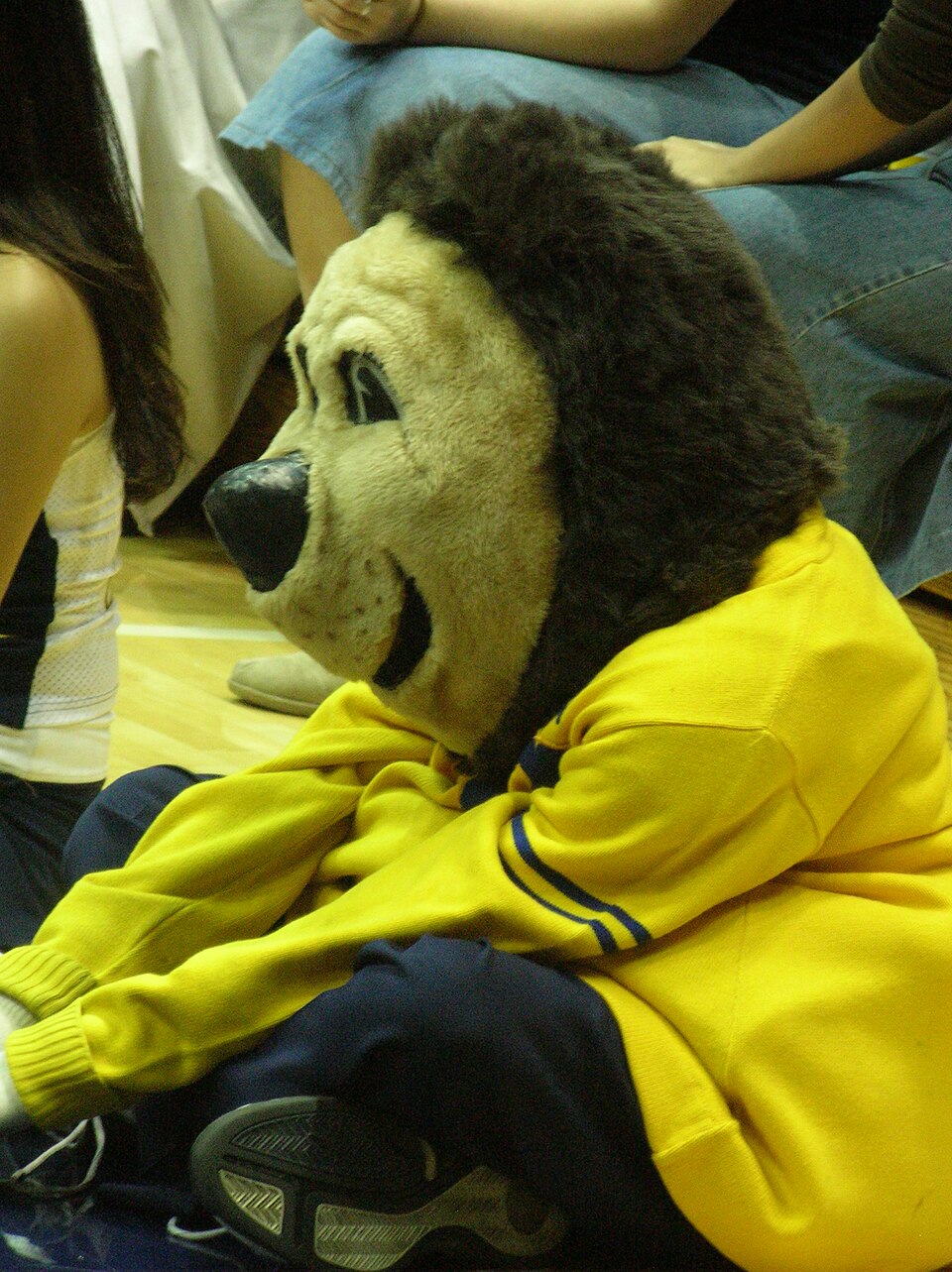 Oski sits on the volleyball court with his arms resting on his knees. Photo credit: © BrokenSphere / Wikimedia Commons.